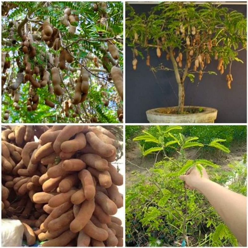 Cây me thái lùn trái ngọt