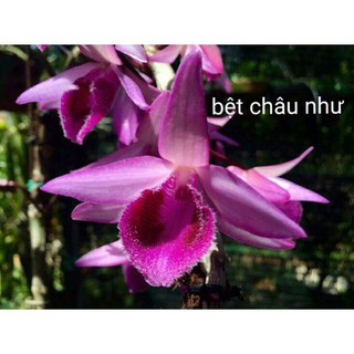combo 2 cây hoa phong lan bệt châu như
