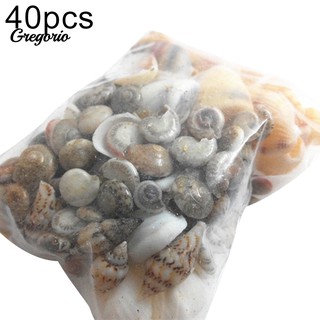 Set 40 vỏ ốc biển trang trí chậu cây