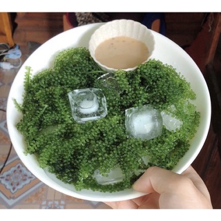 combo 50rong 10 chai 50mè