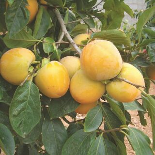Cây giống hồng giòn