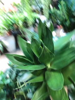 Phát Lộc 3 cây thủy sinh