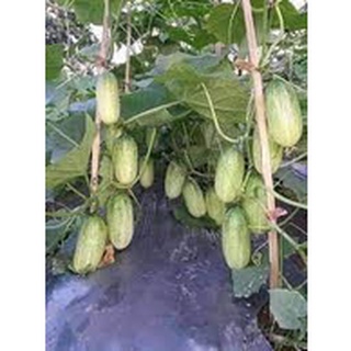 Hạt giống dưa chuột mèo 30 hạt / gói
