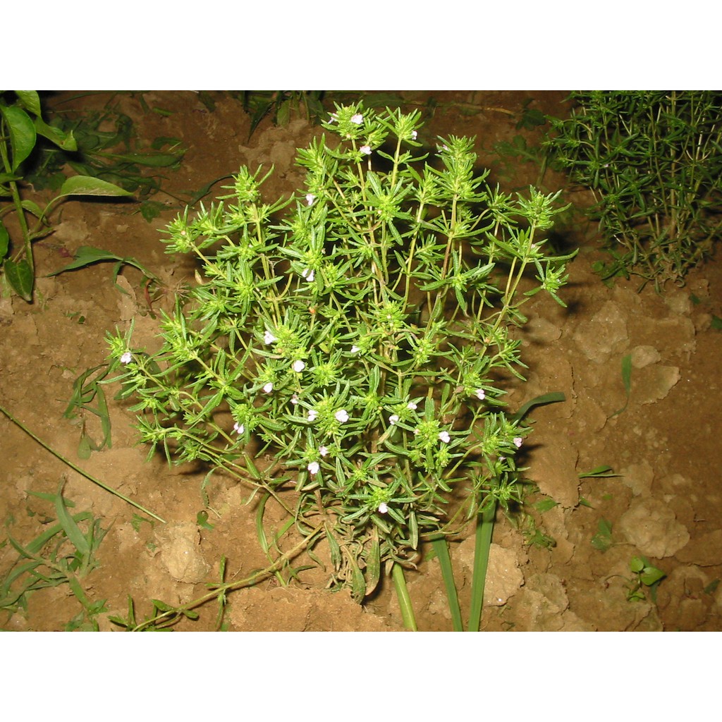 Savory Leaves - Húng mùa hè SPICESUPPLY Việt Nam lá sấy Hũ 35g