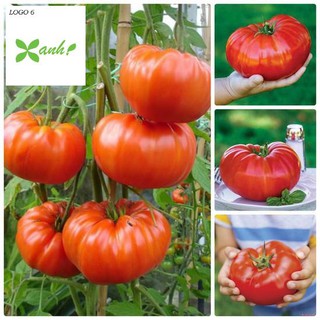 Hạt giống Cà chua khổng lồ 1kg (20 hạt)