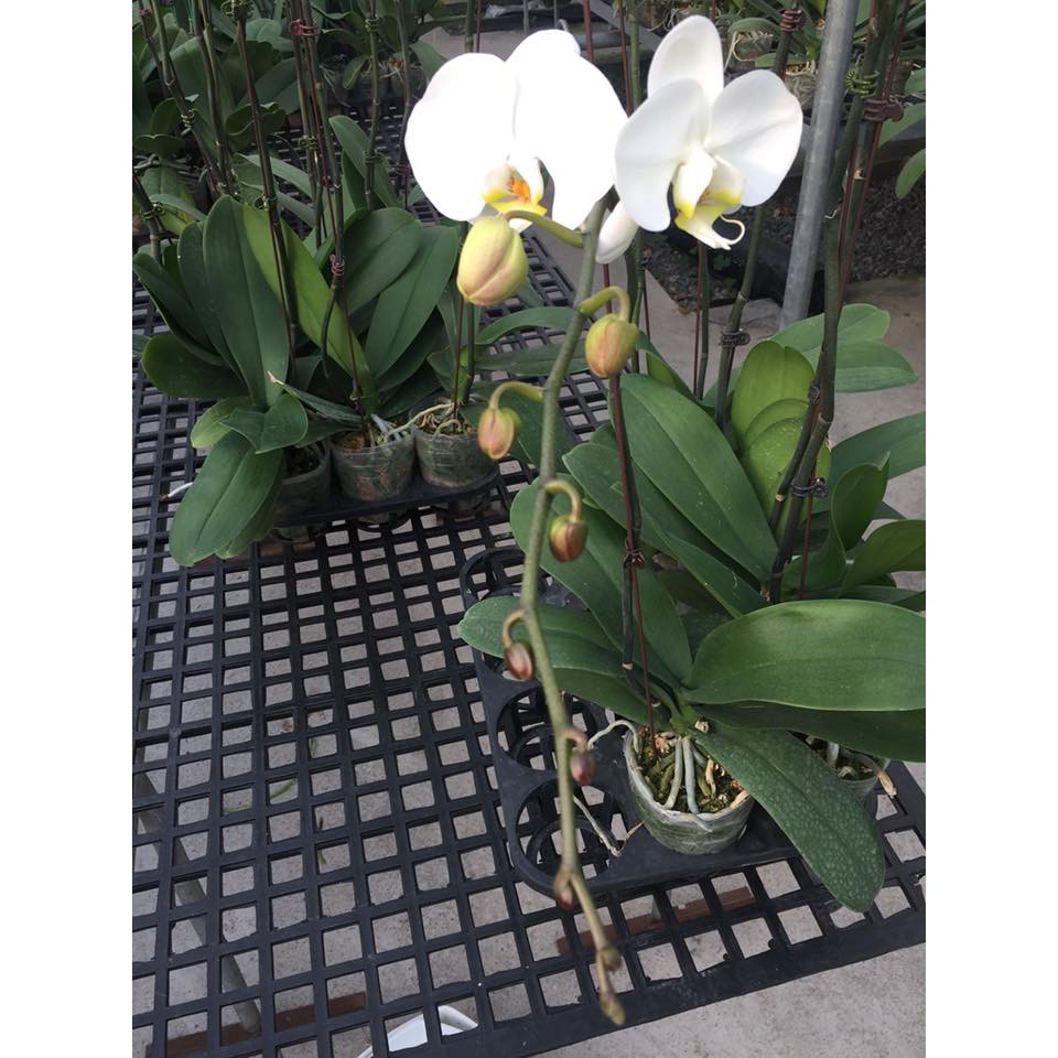Phân bón Grow More Orchid 6-30-30 chuyên dùng cho lan - Kích thích ra hoa nhập khẩu Mỹ Growmore 567gr