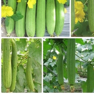 Hạt giống mướp hương 20g