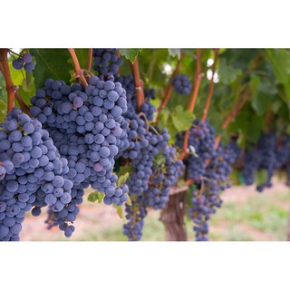 Cây Nho Syrah (NH02-90 - Siêu Dễ Trái)