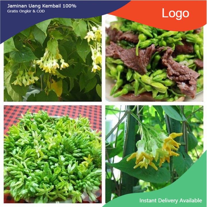 CÂY GIỐNG HOA THIÊN LÝ CAO SẢN SIÊU HOA (CÂY LEO DÀI TRỒNG 1 THÁNG THU HOẠCH)