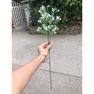 cỏ điểm baby rời 500g