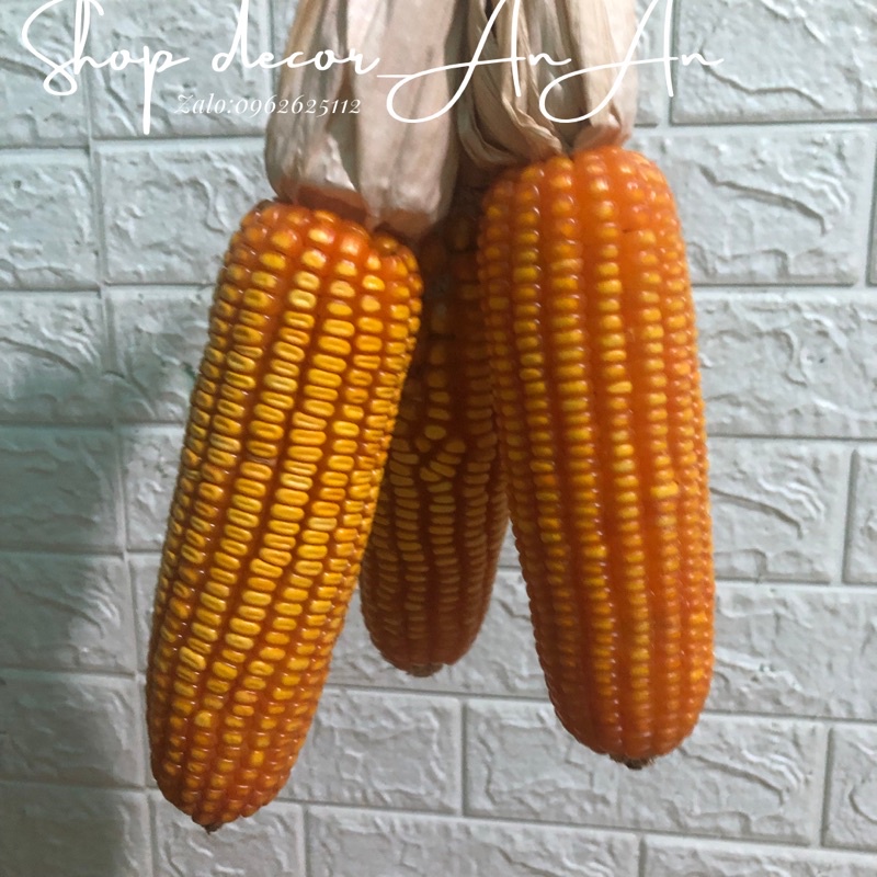 Trái bắp khô.bắp ngô khô decor quán cafe trang trí tết, trang trí giáng sinh.trang trí chụp ảnh