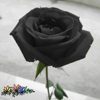 Hạt giống hoa hồng đen