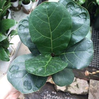 Combo chậu + cây bàng Singapore