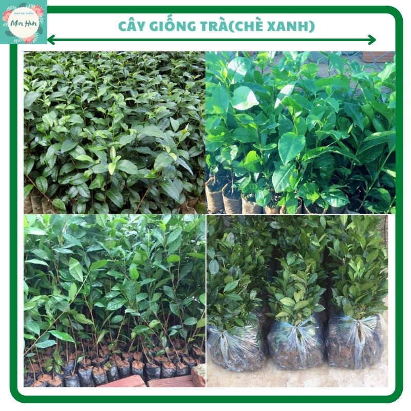 Cây giống chè (trà xanh) cao 20-40cm, combo 2 cây