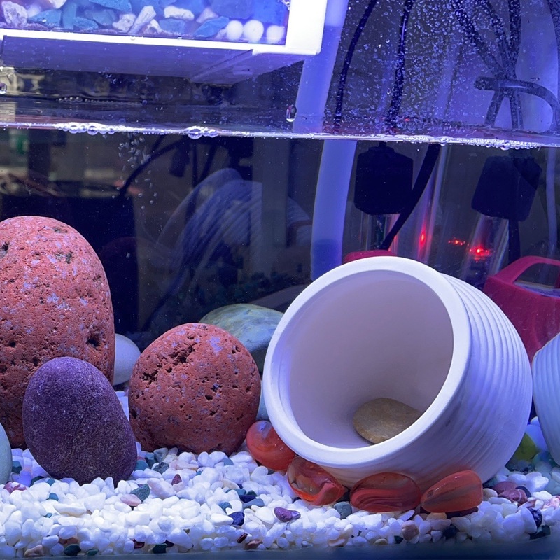 Ngôi Nhà Nấm Trang Trí Bể Cá Sáng Tạo