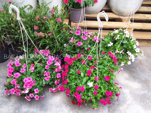 Chậu treo cây dừa cạn thái