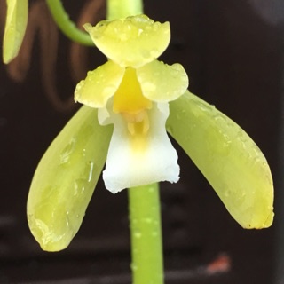 Lan giống xanh Huế gieo hạt