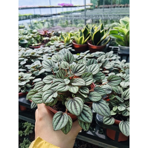 Hạnh Tiên Thảo- lá tròn