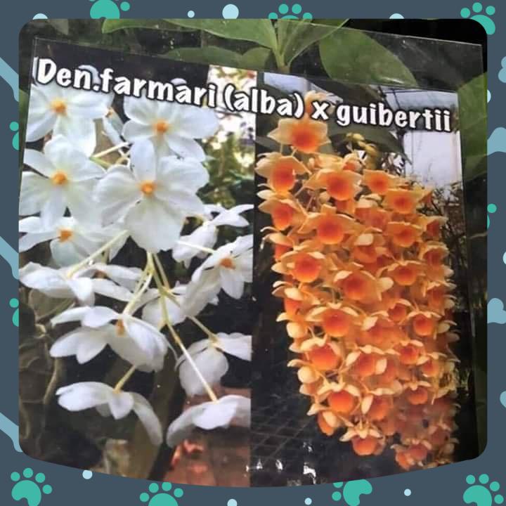 [Giá hủy diệt] kiều trắng đột biến x kiều cam chậu trưởng thành