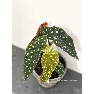 Cây Begonia Maculata