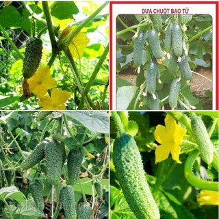 Hạt giống dưa chuột bao tử F1 - 10 hạt/gói