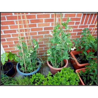 Hạt giống Đậu Hà Lan bụi lùn 5gr