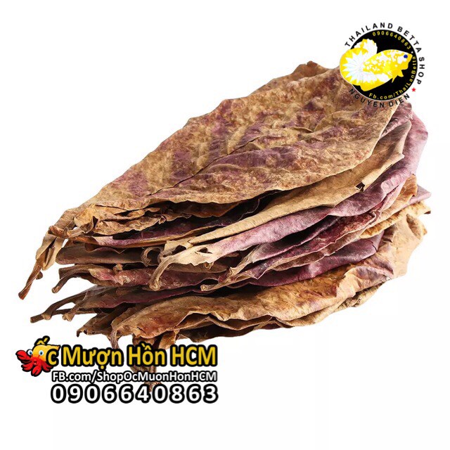 20 LÁ BÀNG KHÔ GIÀNH CHO BỂ CÁ CẢNH: BETTA, LA HÁN, CÁ RỒNG, CÁ ĐĨA... TẠO MÔI TRƯỜNG NƯỚC LÝ TƯỞNG - ỐC MƯỢN HỒN HCM