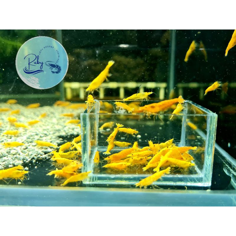 chén thức ăn Tép - Cá