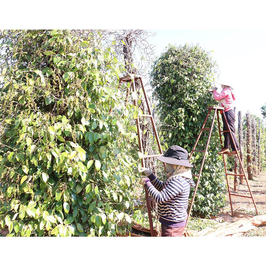 200GRAM TIÊU ĐEN XAY NGUYÊN CHẤT - SẠCH, THƠM, CAY, ĐẶC SẢN ĐĂKLĂK NHÀ XAY