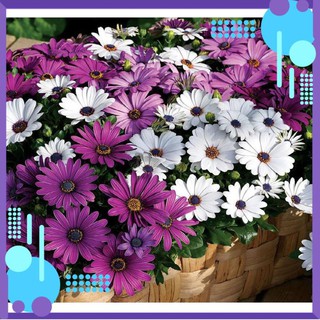 🌺🌸 HẠT GIỐNG HOA CÚC CHÂU PHI 🌸🌺 .