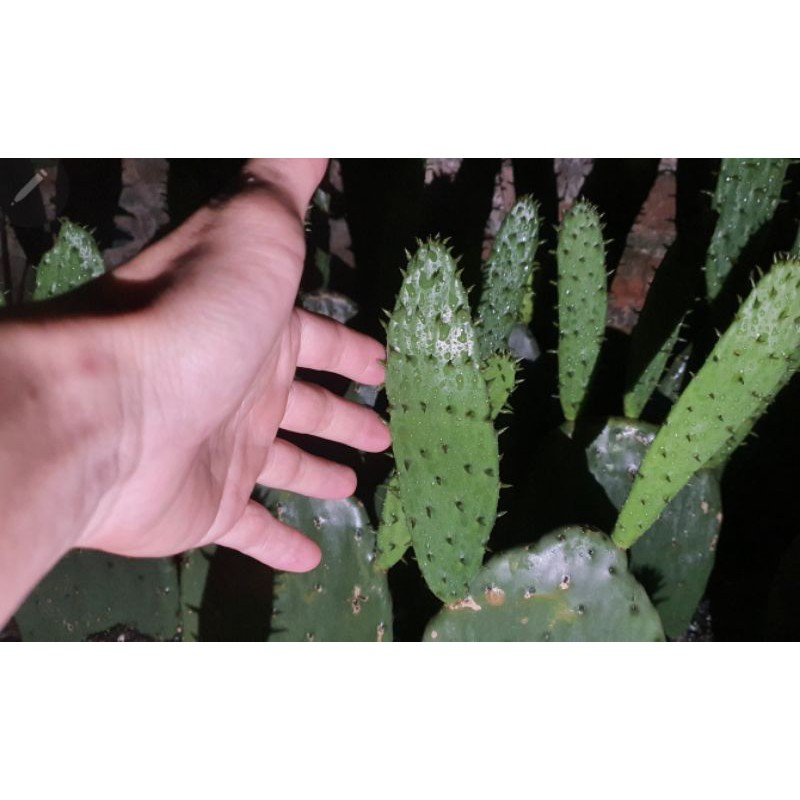 Cây xương rồng Nopal Tách lá nhỏ đã già _Opuntia ficusindica