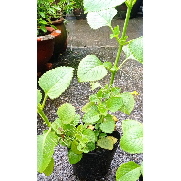 Chậu cây rau tần dày lá - rau húng chanh - Chỉ giao hỏa tốc 3h