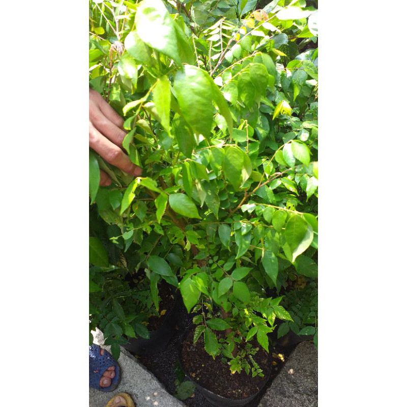 Chậu cây khế ngọt, cây đẹp, cao 100cm.