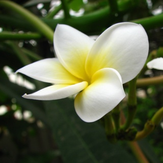 Cây hoa đại trắng size 50cm