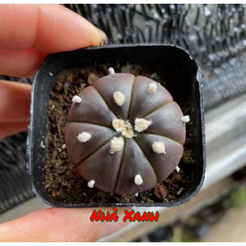 Xương rồng Aster tím rất hiếm. sale 50%