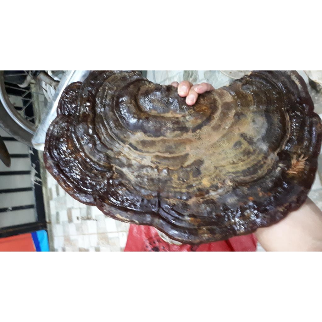 Nấm hồng chi (Linh chi rừng) nguyên tai 1kg