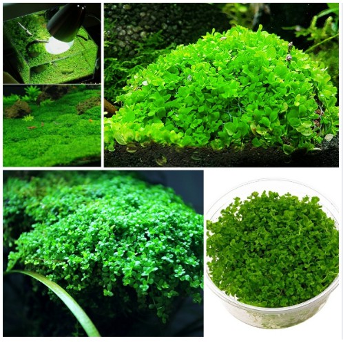 Hạt giống cây thủy sinh bể cá cảnh