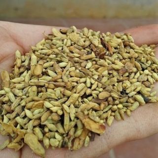 Sỉ như lẻ trà nụ hoa hoè khô 1kg