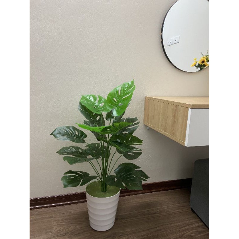 cây trầu bà lá xẻ 80cm