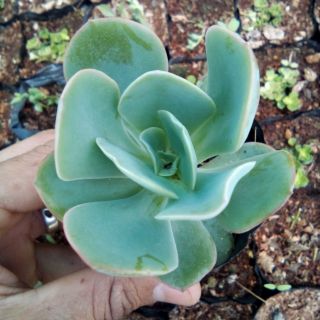 Sen bèo viền hồng