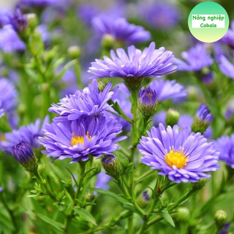 Hạt Giống Hoa Thạch Thảo 0.2gr