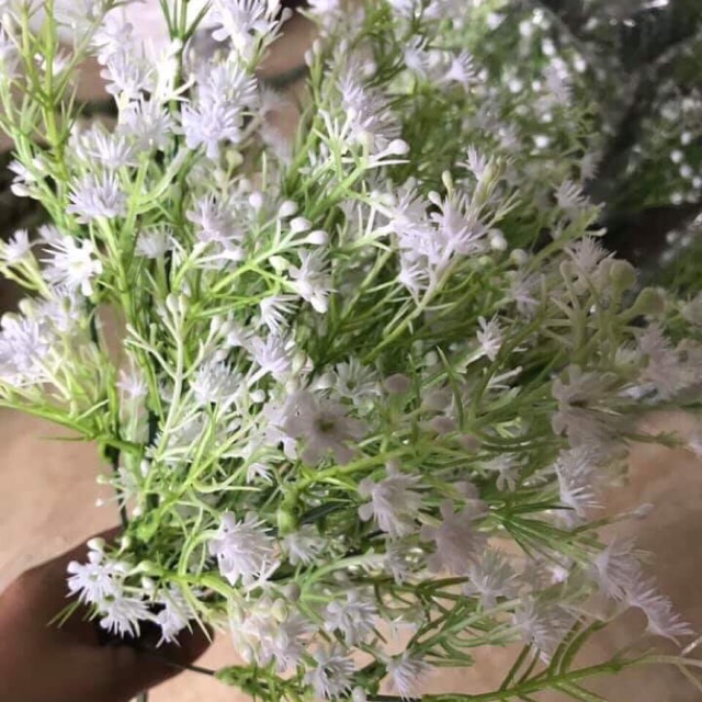Hoa vải lụa . Cụm điểm hoa bi