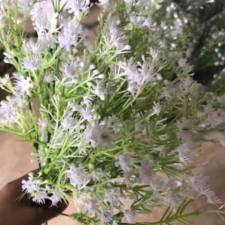 Hoa vải lụa . Cụm điểm hoa bi