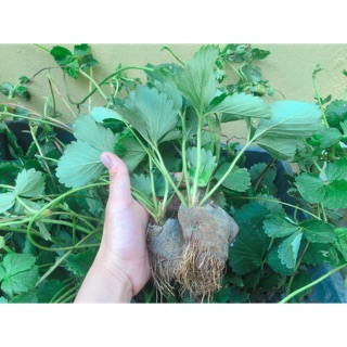 Combo 10 cây dâu giống