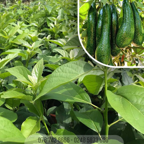 Cây Giống Bơ 034 ghép cao 60-80cm.