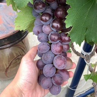 Nho hạ đen không hạt
