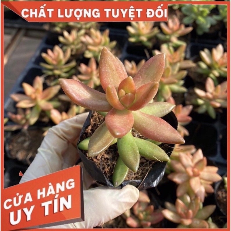 Sen đá cam, size bầu 6-7 cm, sen đá Đà Lạt