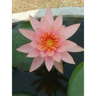 Cây hoa súng Thái mini màu cà rốt