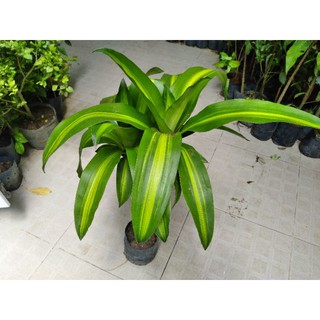 Cây phát tài- thiết mộc lan lá sọc (freeship)