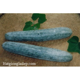 Hạt Giống Bí Sặt ( Bí Đao )